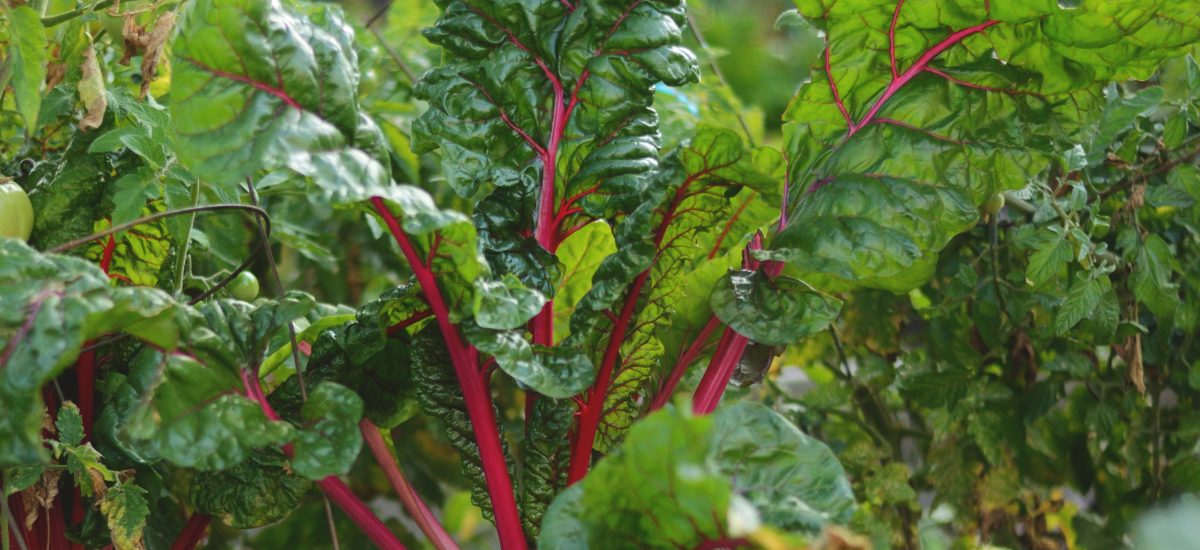 Introduction to Nutrition – Online Program